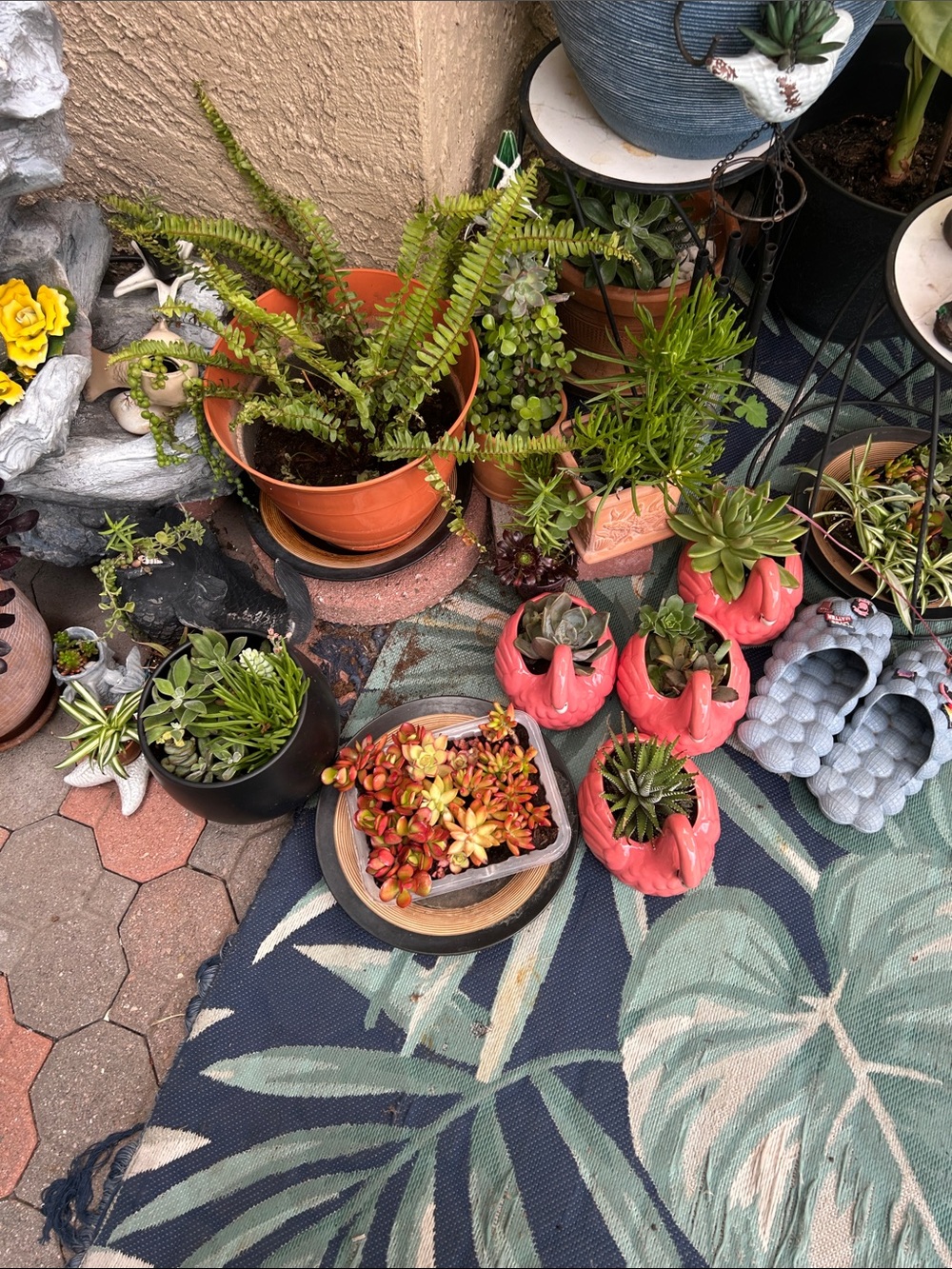 A tray of colorful succulents. Jade etc.